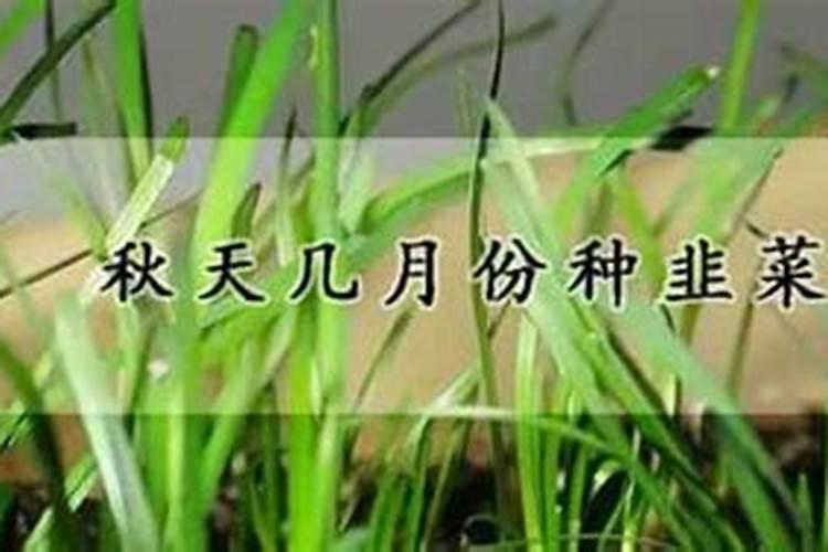 立秋后几月份种青菜