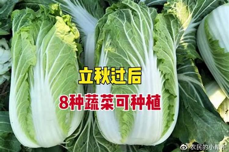 立秋后什么节气以后疏菜少浇水了