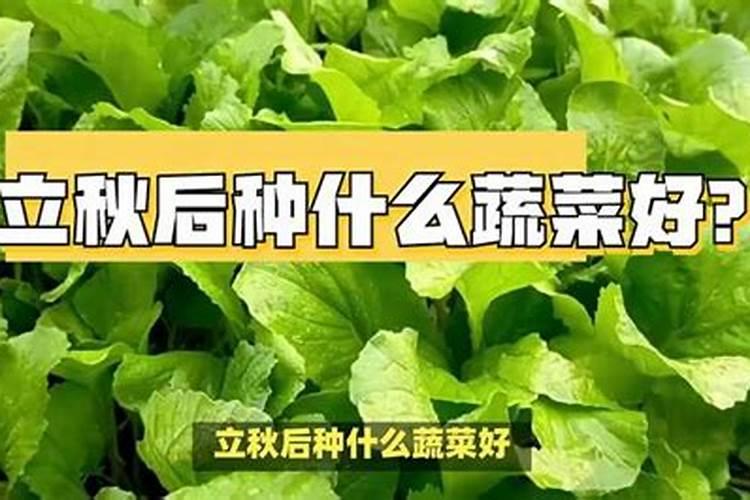 立秋后种什么青菜