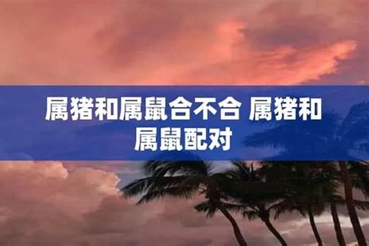 属猪和属鼠相合不合