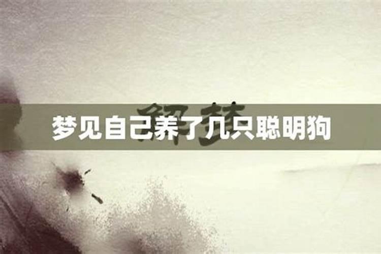 梦见狗好几条是什么意思周公解梦