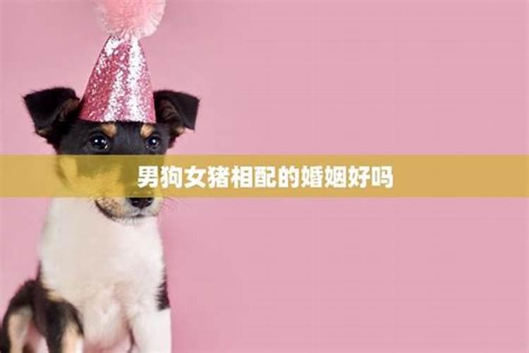 男狗女猪的婚姻相配吗