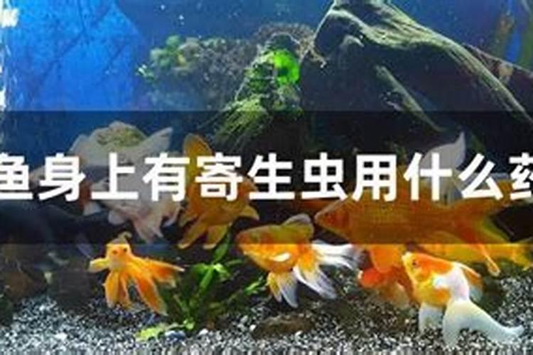 梦见鱼身上爬着很多寄生虫