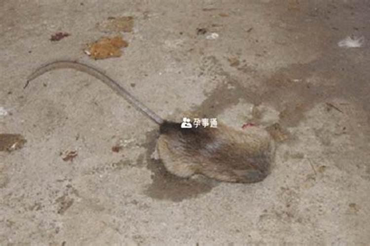 梦见死老鼠预示什么生肖和动物