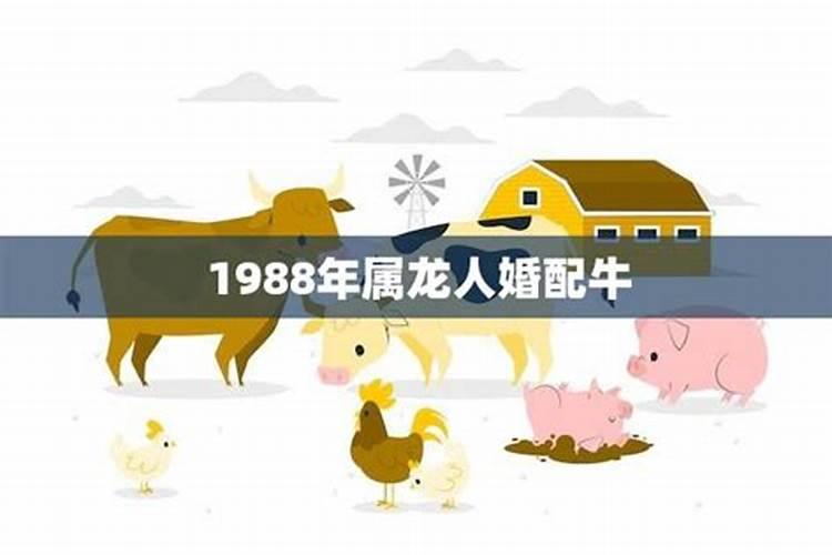 1988年最佳婚配属相