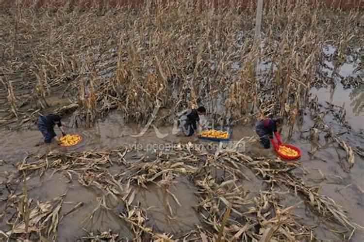 梦见玉米被雨水淹了