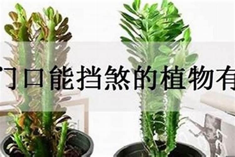 种什么植物贵人最多