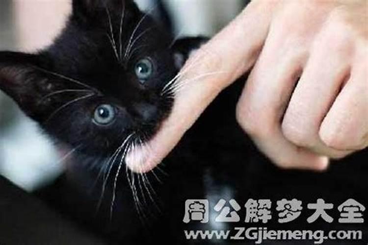 梦到黑色的猫扑向自己咬我