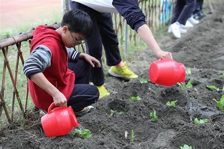 梦见自己在种地播种菜