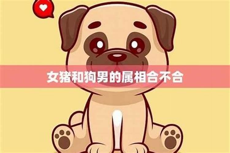 女猴男猪属相合不合