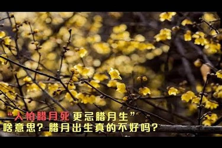 本命年的大忌属牛虎