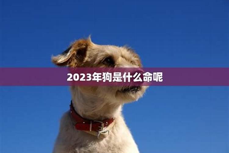 79年女在今年的运势怎么样