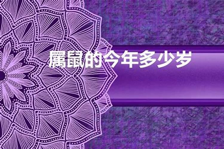 属鼠今年几岁了