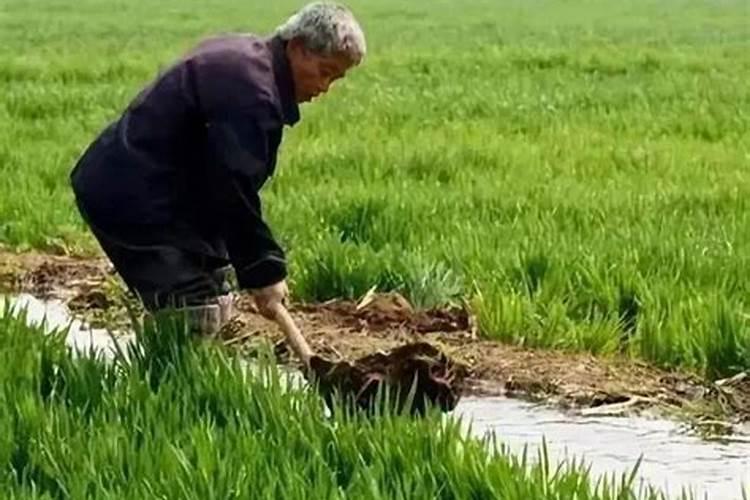 立夏浇小麦注意事项及防治