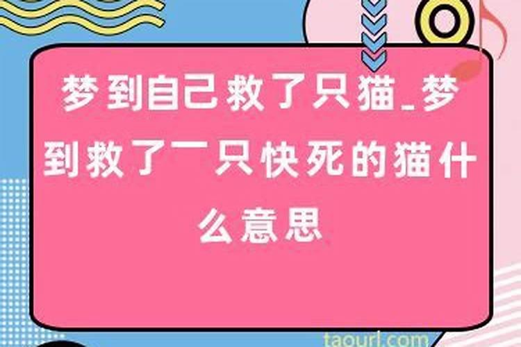 做梦梦见发大水救了一只猫