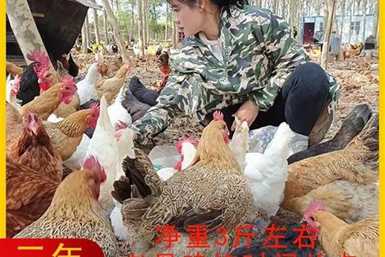 梦见鸡在别人家下蛋什么意思