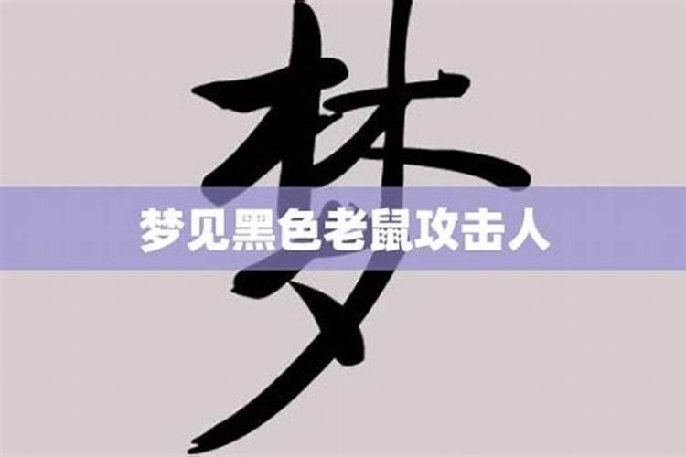 梦见老鼠变大攻击人