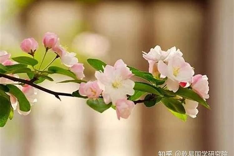 算姻缘怎么招桃花运