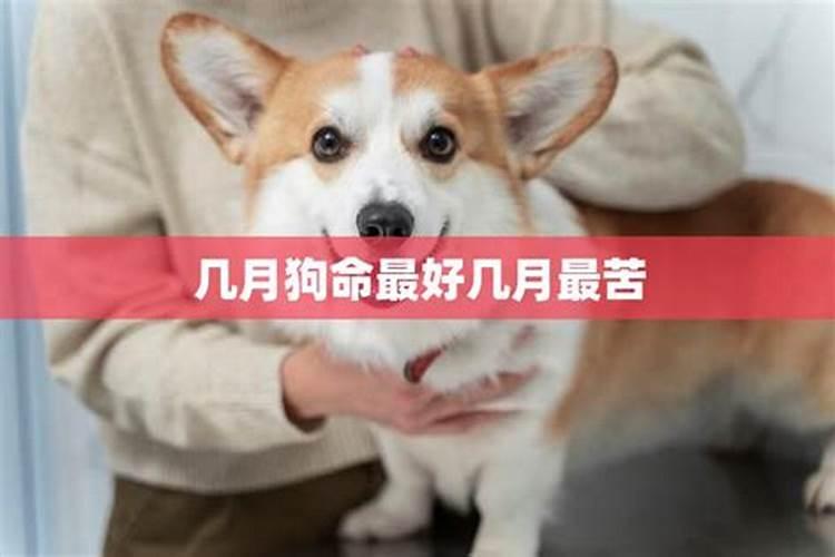 九月份狗的运势如何