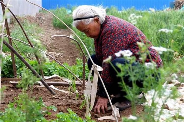 梦见死去的奶奶去菜地种菜