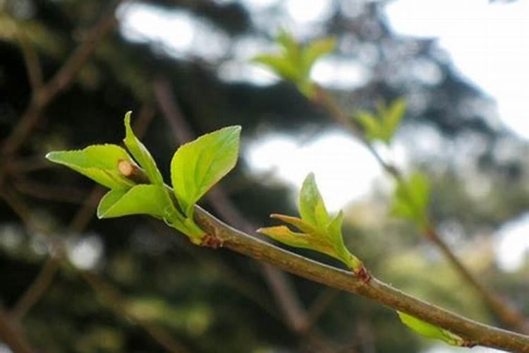 清明节能植树吗