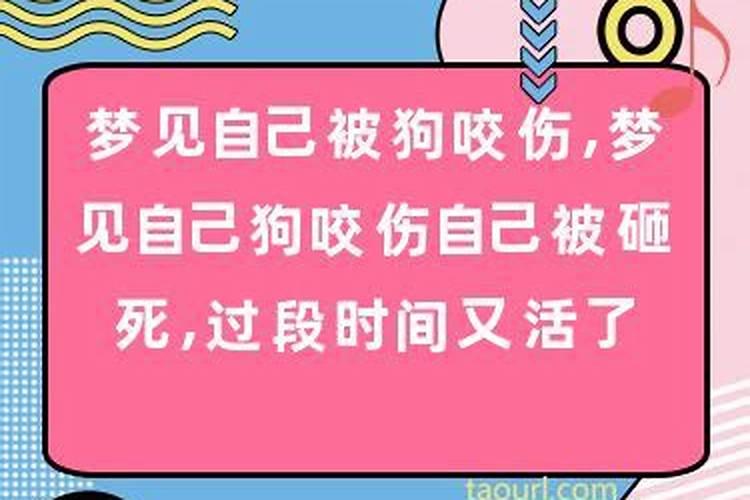 梦到一只狗死了又活了