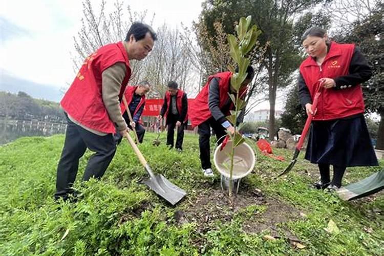 清明节植什么树