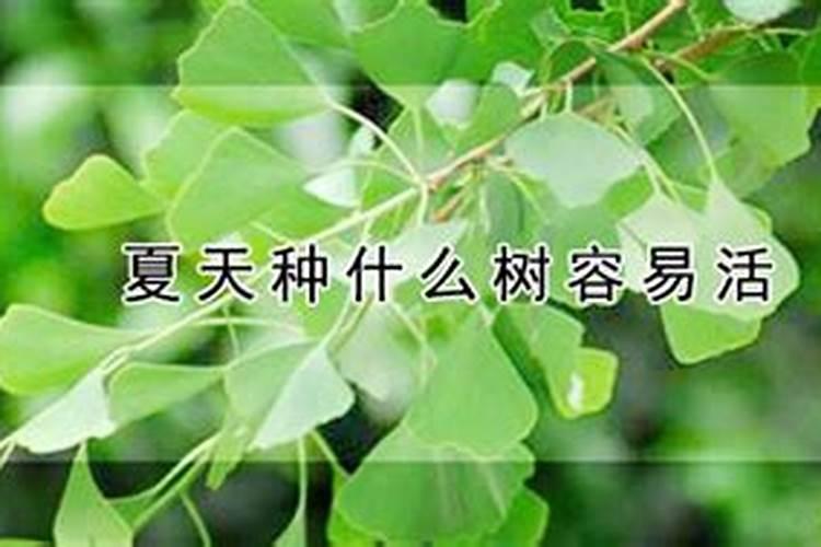 清明节植什么树