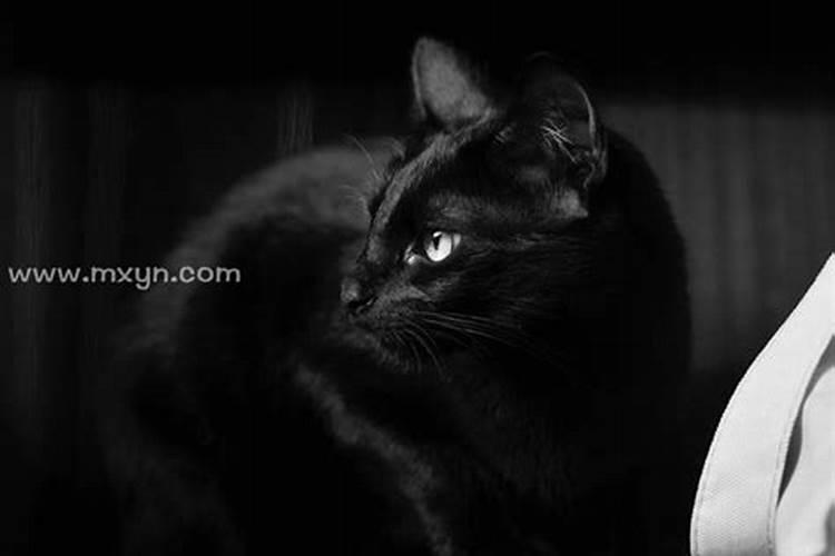 梦见黑猫是啥意思