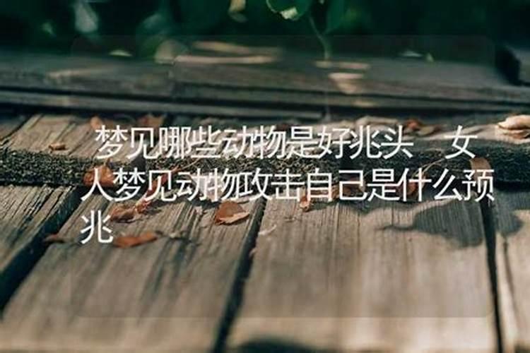 梦见动物是什么预兆