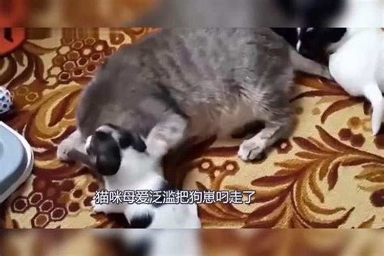 梦到猫狗生崽子