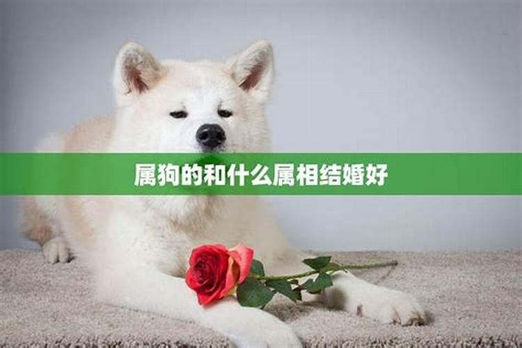 属狗的和什么属性合婚