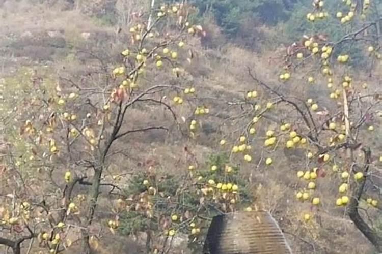 梦到舅舅来家里吃饭什么意思