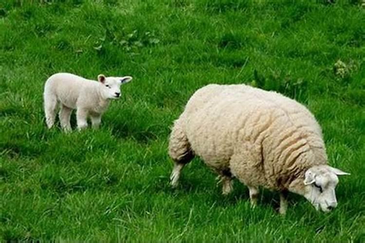 羊和牛婚姻相配吗