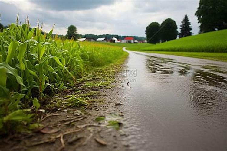 梦见收割庄稼又在下雨是什么意思