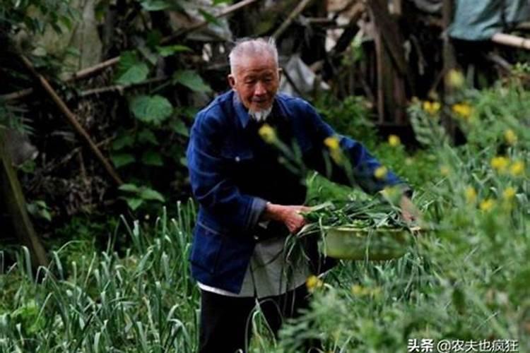 梦见房子后面长草