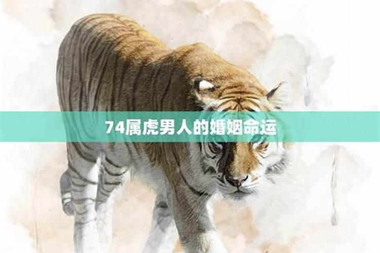 74属相虎男今年的运势