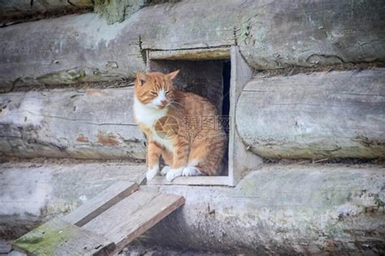 梦见猫从窗户进来又被赶出去