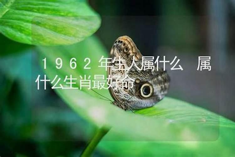 1962年生人属什么命