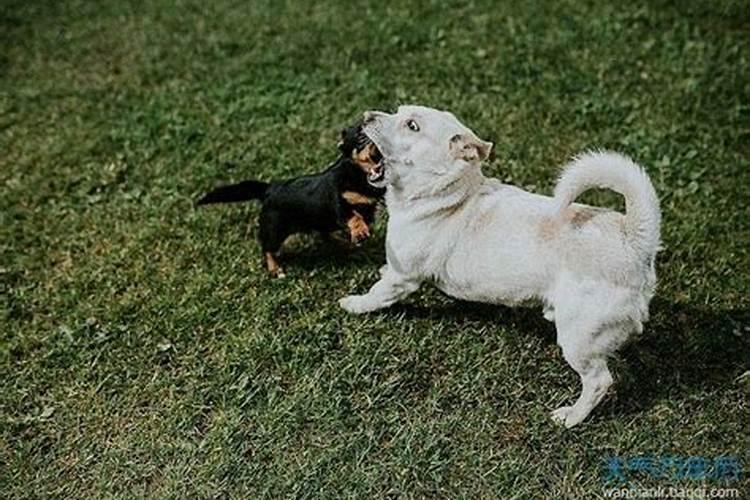 孕妇女人梦见狗是什么预兆解梦