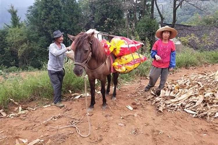 梦见马驮东西回家来吃