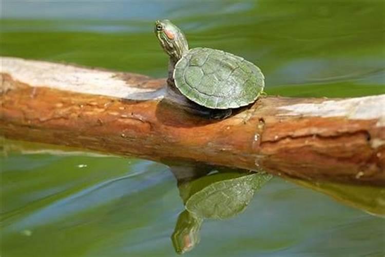 梦见好多乌龟在浅水里爬行
