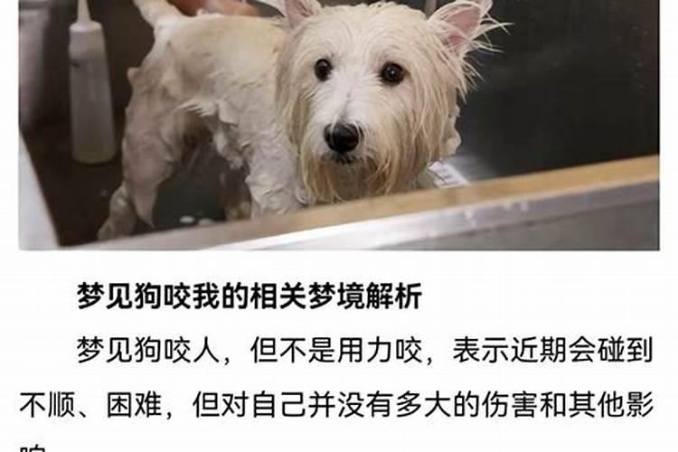 梦见猫咬自己脚是什么意思猫被我打死了