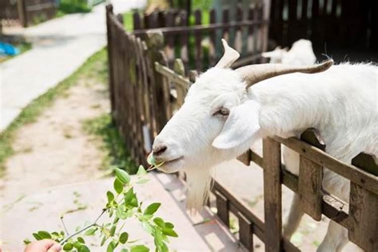 男属虎女属羊结合好不好