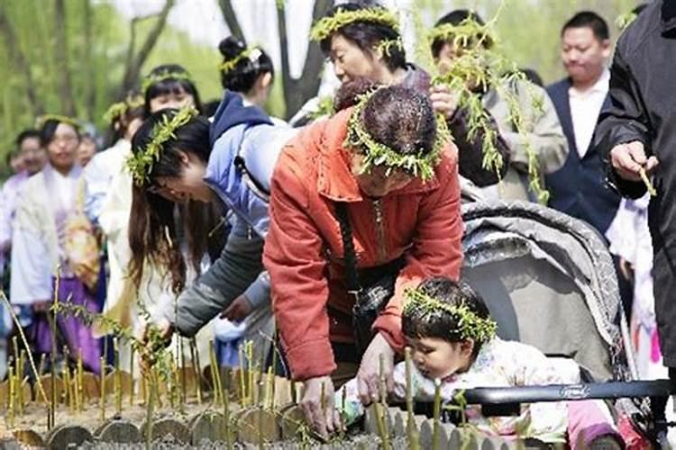 清明节弄柳枝