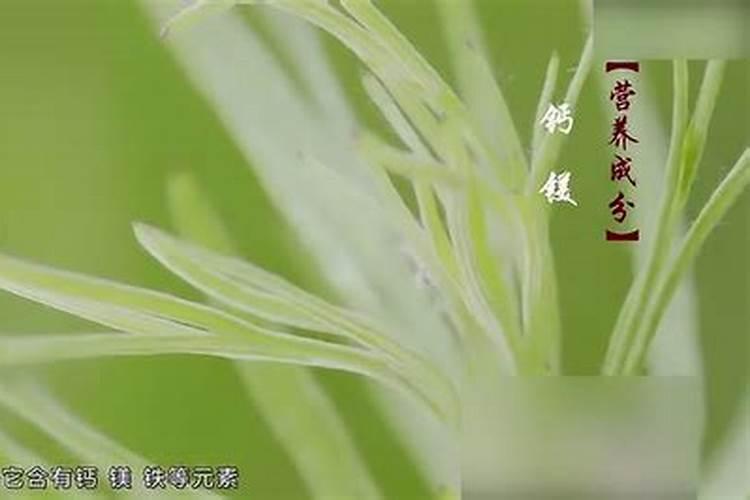 清明前的柳芽有什么用