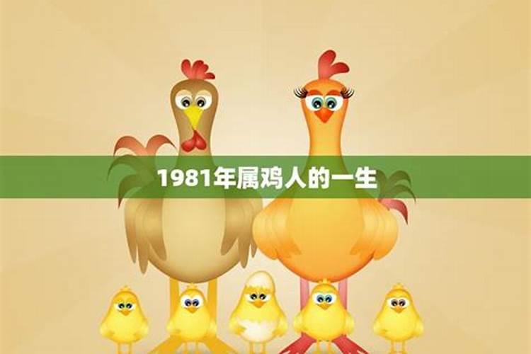 1981年属鸡一生运势如何