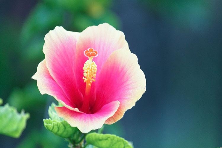 青岛财神节在哪个区