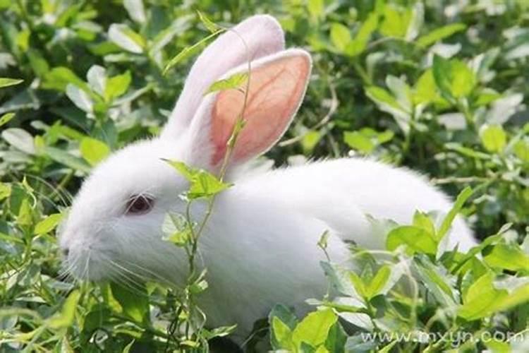 梦到兔子生兔子是什么征兆