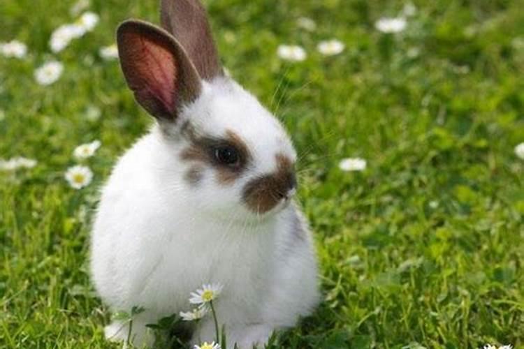 梦见兔子生了小兔子是什么意思
